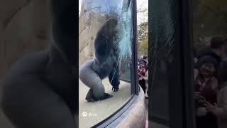 優しく？ガラスを割って脱出しようとするマウンテンゴリラ（A mountain gorilla gently breaks glass to escape）