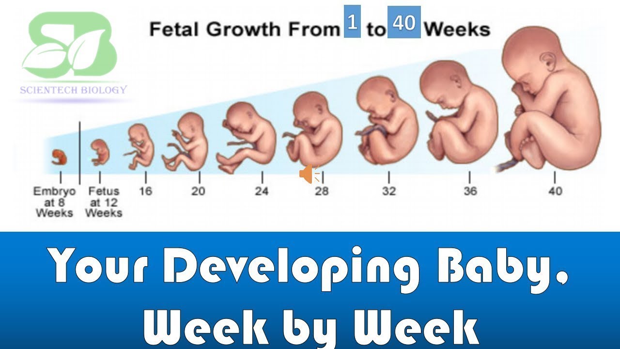 The Incredible Journey of Weekly Development of Baby