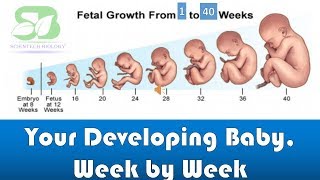 pregnancy week by week I foetus development I Week by week pregnancy I foetus development in womb I screenshot 3