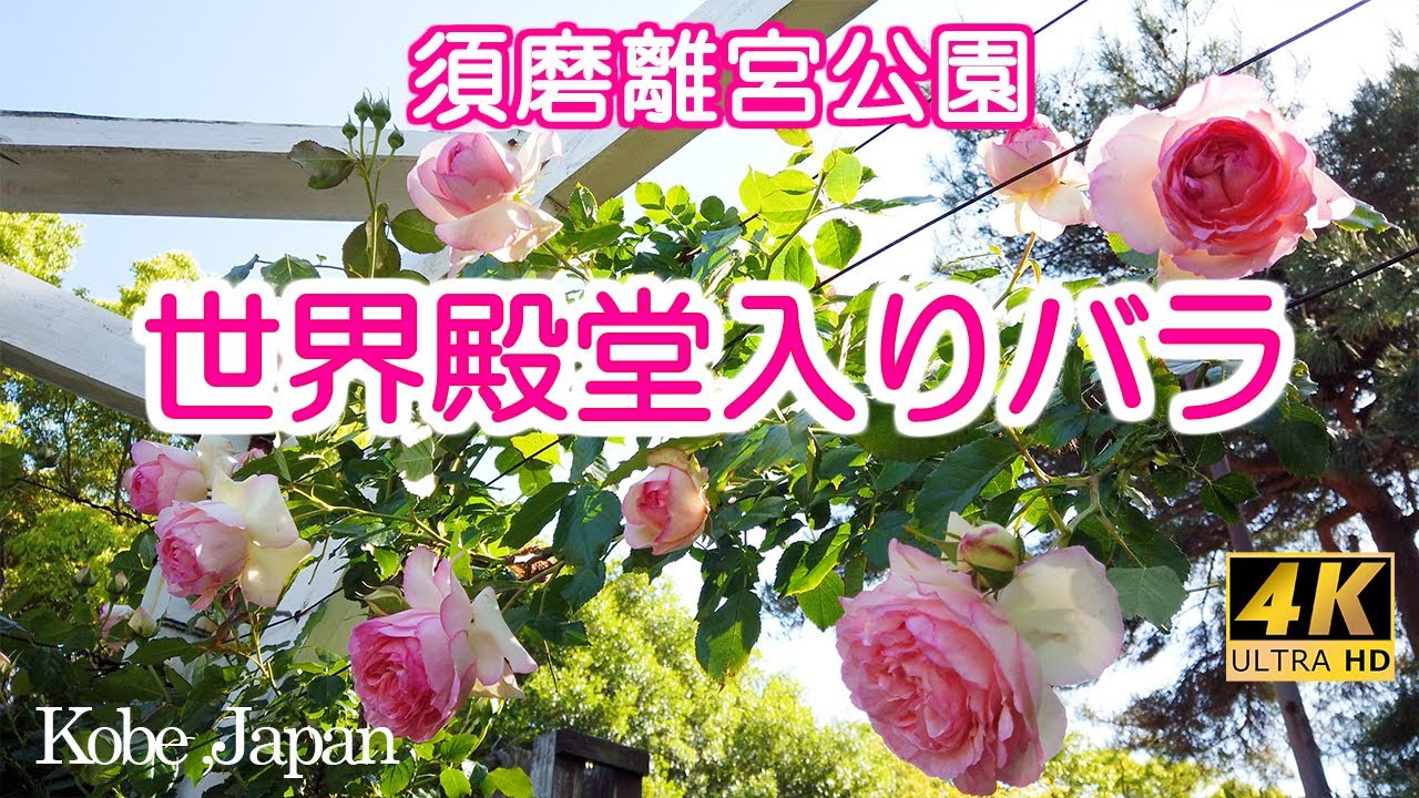 4K] 神戸🌹須磨離宮公園 『世界殿堂入りバラ13品種の紹介』Suma
