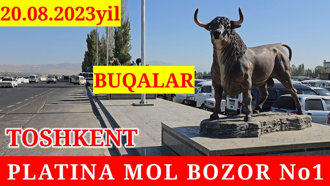 PLATINA MOL BOZOR. BUQALAR NARXLARI BALAND BOZOR ZO'R BO'LDI. - YouTube