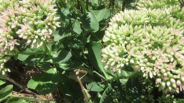 hand feeding a praying mantis