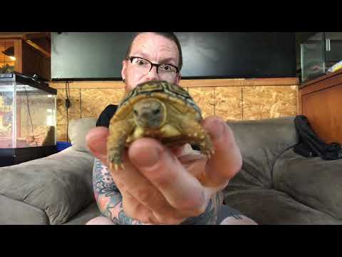 Videó: Miért van a Leopárd teknősem bubbos orrával?