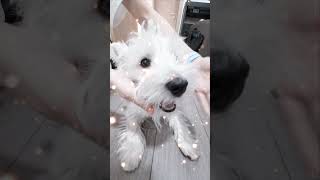 My Westie just loves this