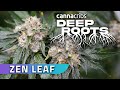 Cannabis de san diego avec zen leaf racines profondes