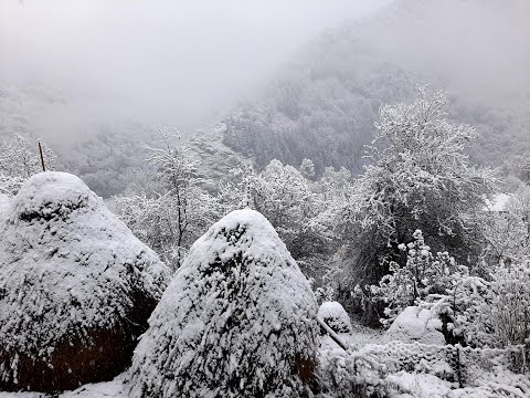 ჩემი სიმდიდრე-Мое Богатство-Chemi Simdidre-My Wealth