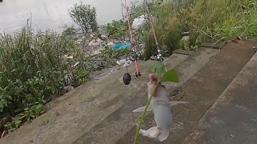 Duy Cá Ngát/Bảo cá ngày mưa,chia sẽ điểm câu cá tự nhiên Nhà Bè .