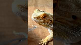 NOSE PLUG •SHED REMOVAL• Bearded Dragon Compilation! Vol-2 #stayrad ‎@ChuckNorrizBeardedDragons  (1)