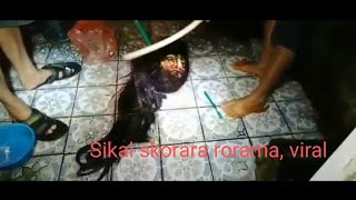 Skal skorara rorama/ viral/ Video
