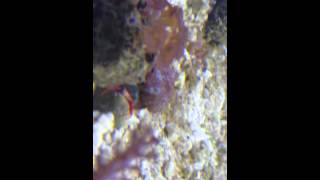 500G Reef Tank Week 6 Crab Fight