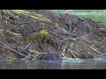 North American Beaver puts a pile of cattails on its lodge as a Wood Duck goes down the Beaver lanes