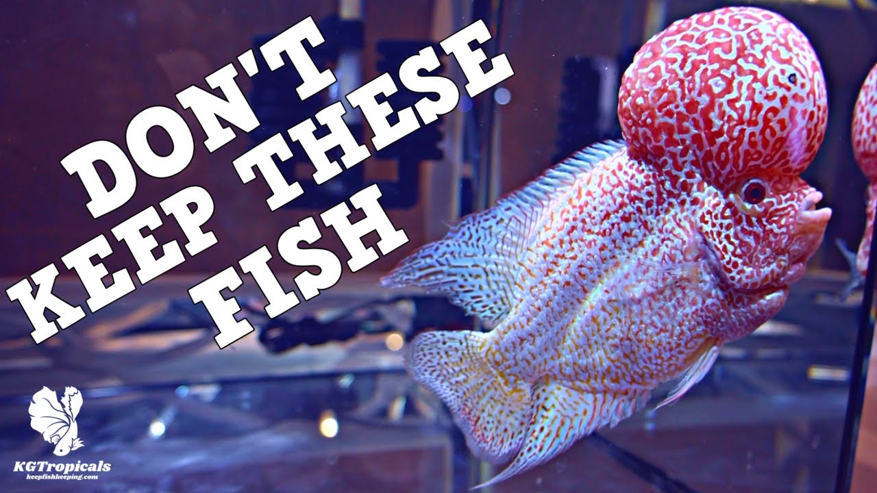 Download The WORST Fish To Keep.........If You Are A Beginner