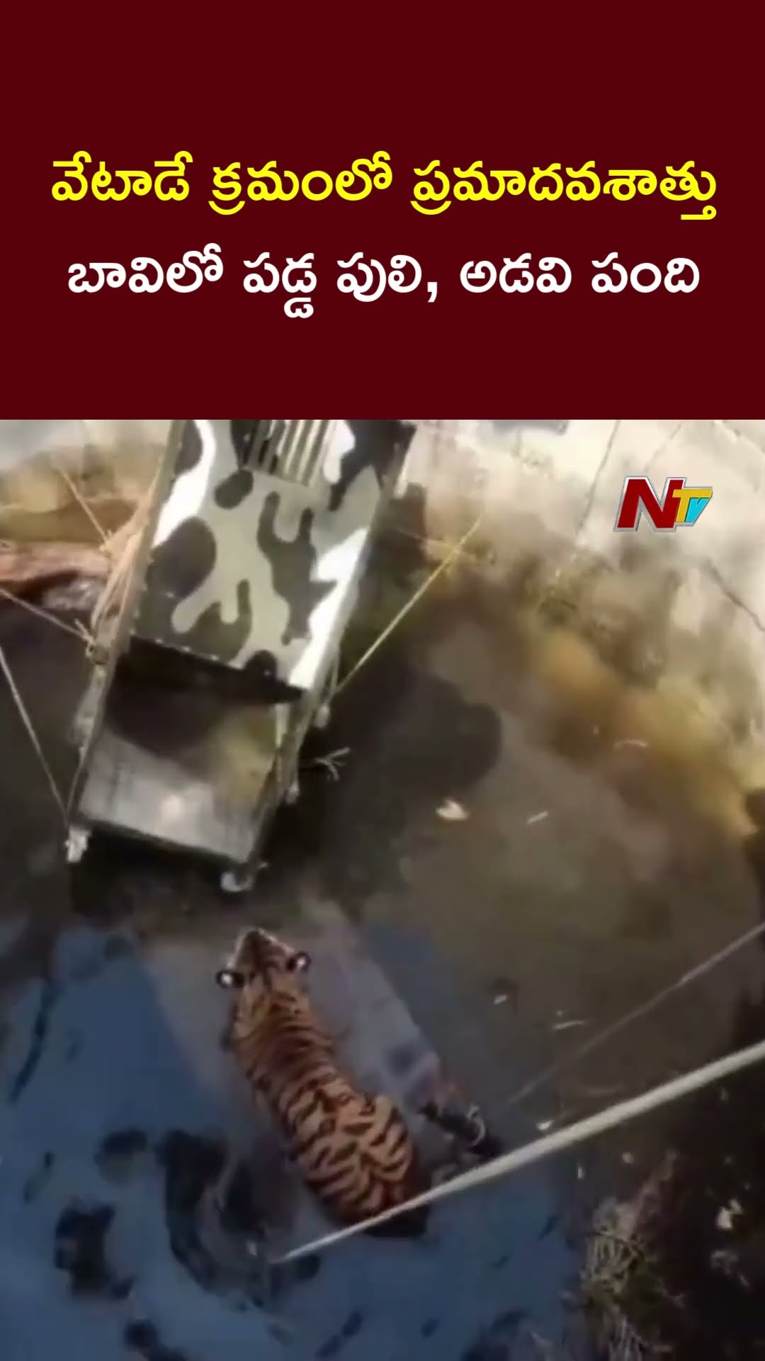 Madhya Pradesh : A Tiger and a Wild Boar Accidentally fell into a well while hunting in Seoni | Ntv