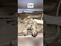Animals When Wet 🤯 #memes #funny #shorts