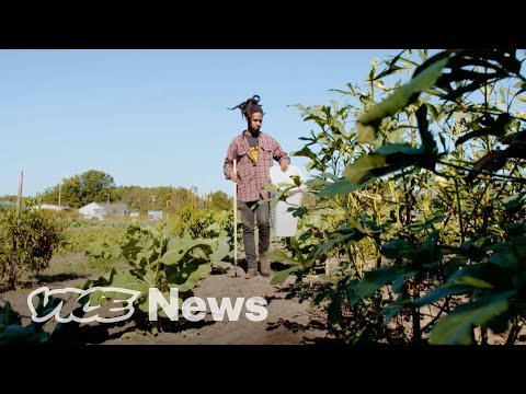 Vídeo: Problemes ecològics del planeta. Problemes ambientals globals del planeta: exemples