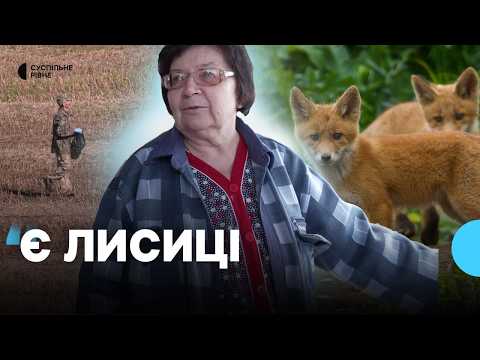 "Foxes are entering the village" — autumn animal immunization is underway in the Rivne region