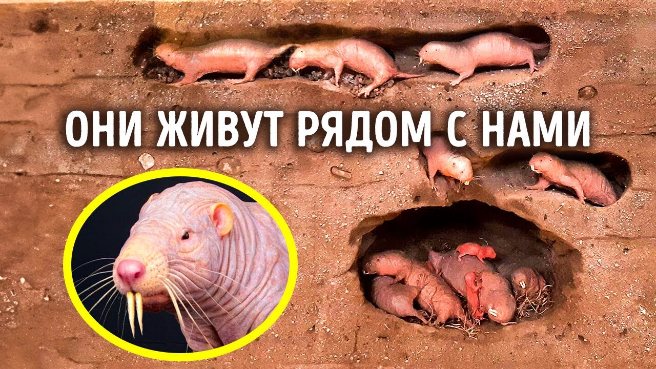 Это существо — самый странный супергерой природы