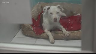 St. Louis shelters overcrowded with abandoned pets from evictions