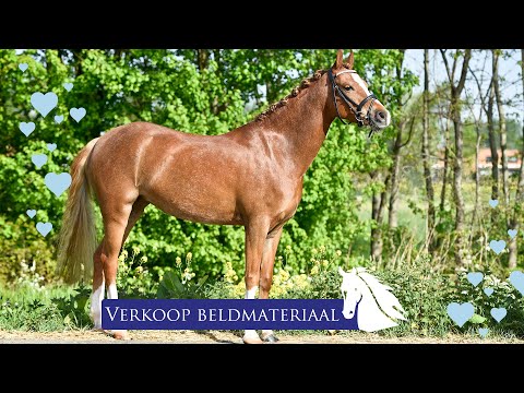 Video: Hoe Een Paard Te Verkopen In