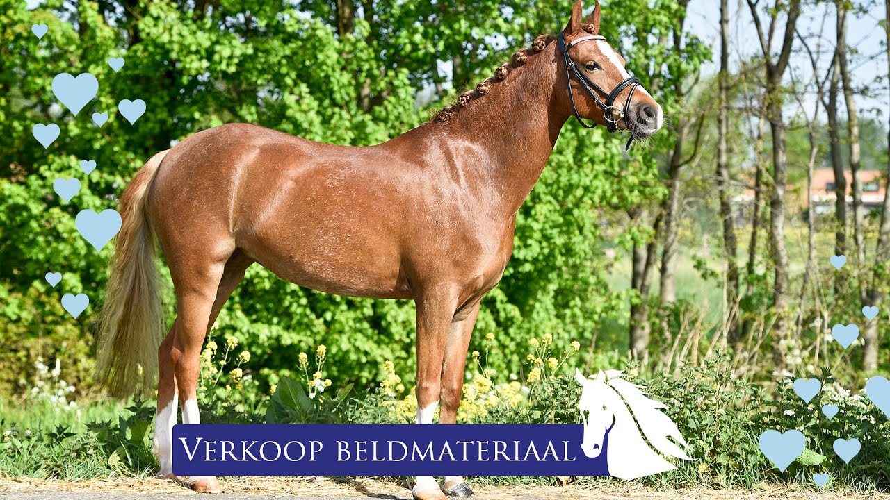 Verzending Bedenk omroeper Verkoop Video en Foto's maken van je Pony -verkoop pony - * Hart voor  Paarden * - YouTube