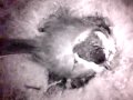 Birdcam_2010-05-04_23-10-13.avi