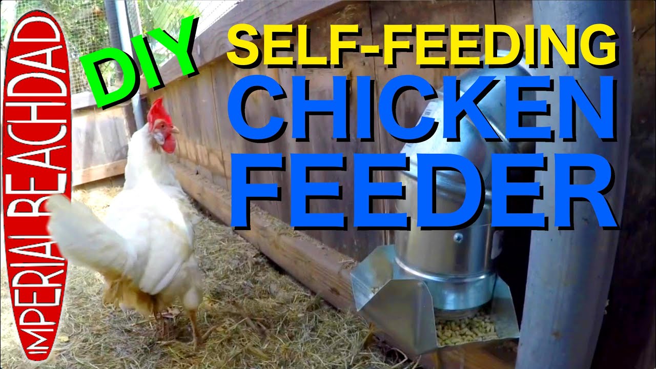 How To Make An Inexpensive Diy Self Feeding Chicken Feeder Youtube