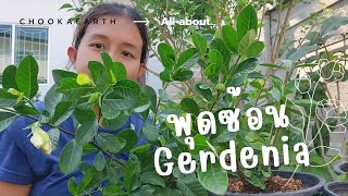 ต้นพุดซ้อน🦭 | 🪴การดูแล,ขยายพันธุ์,การปลูก | by chookaearth ❤️