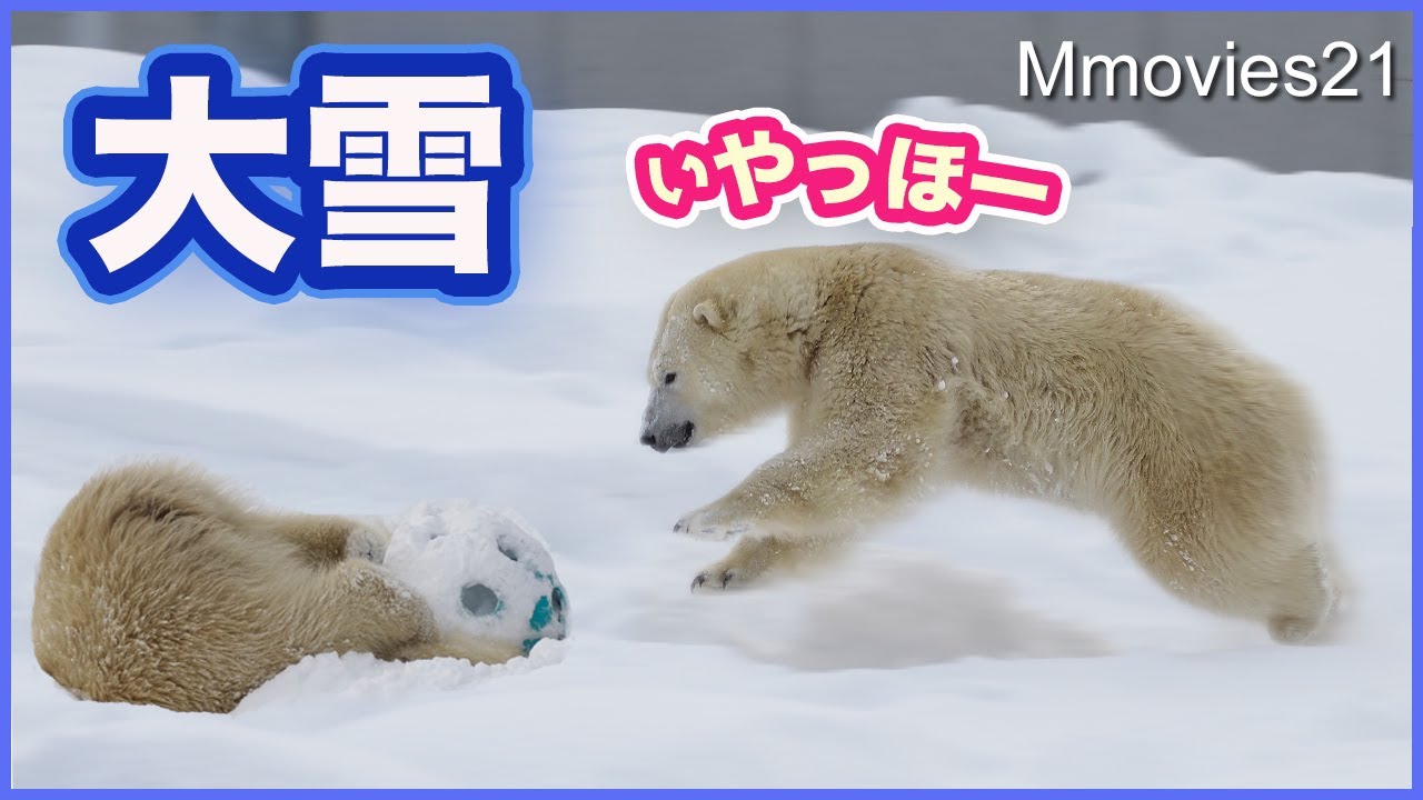 Valuable report】Amazing! Polar bears dive and play in the snow
