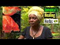 Healing Herbs Growing wild in Jamaica