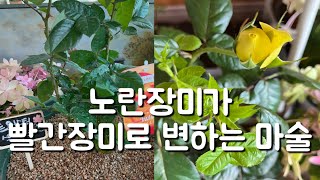 노란장미가 빨간장미로 변하는 마술장미 | 트위스터 셀렉트 | 마술장미 | 식물집사 독일카씨 | 슬릿화분 | 리치쏘일 | 장미 | 초보다육 | [엄마와 딸 다육TV]