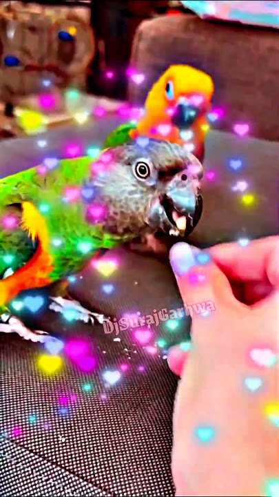 Best Nature of Bird Parrot // Parrot Video // DjSurajGarhwa