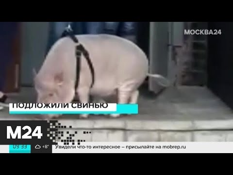На улице Веерной гуляет свинья на поводке - Москва 24