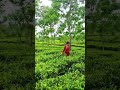 chai Bagan Assam // beauty of nature #new #viral #video #shorts