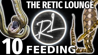 Feeding Reticulated Pythons | The Retic Lounge #10