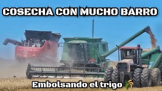 COSECHA a FULL, las DOS MAQUINAS sin PARAR, PROBLEMAS con la 1450 y ARMANDO la EMBOLSADORA