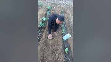 soil sample collection for bulk density