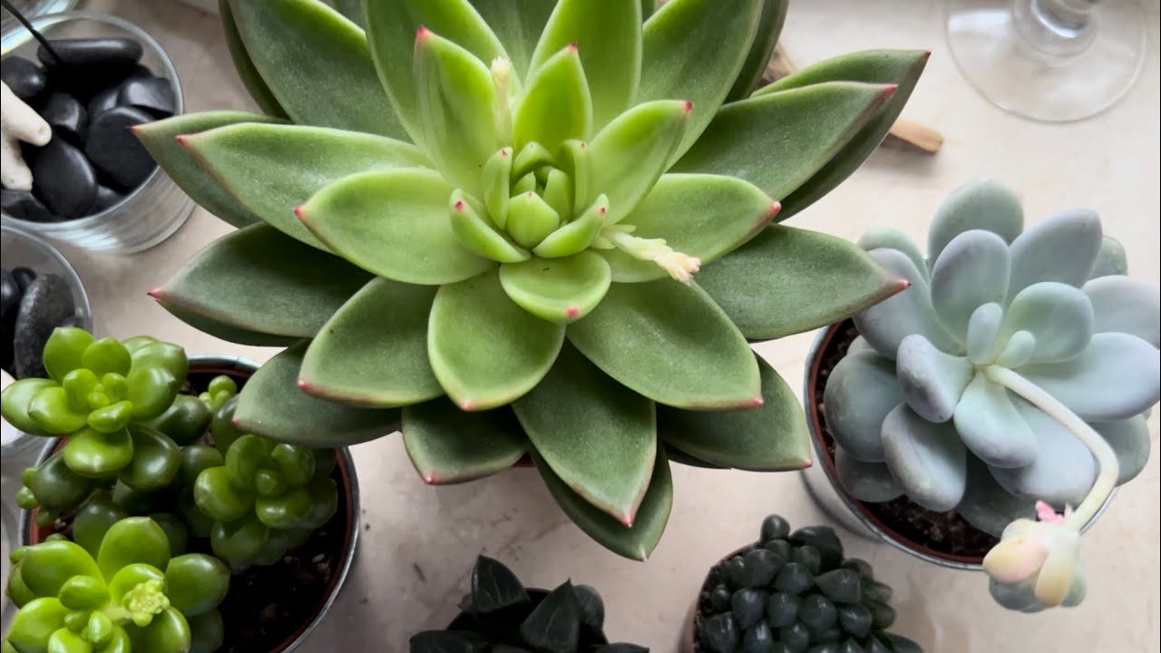 КАК Я НЕОЖИДАННО КУПИЛА СУККУЛЕНТЫ )) ЗНАКОМСТВО.