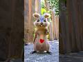 Lovely squirrel egofilm
