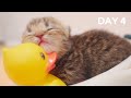 Baby Kittens Sleeping in Little Bathtub - Day 4 @ Baby Kittens Day 1 to Day 100 Lucky Paws Vlogs