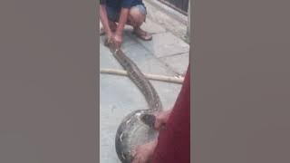 Penangkapan ular sanca kembang di kp malaka3 HB RT 05/06 Rorotan Cilincing 