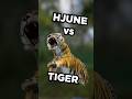 Tiger goes RAAAAAWRRR 🐯