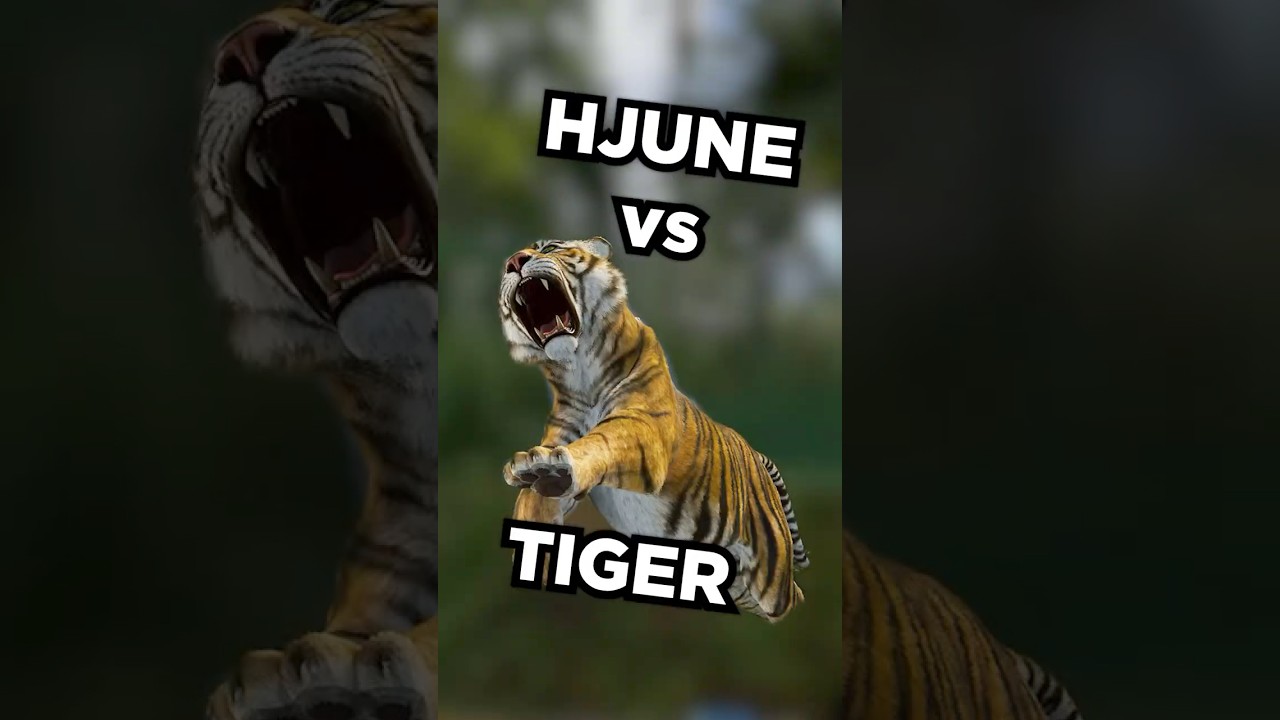 Tiger goes RAAAAAWRRR 🐯