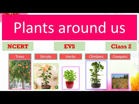 Plants around us|