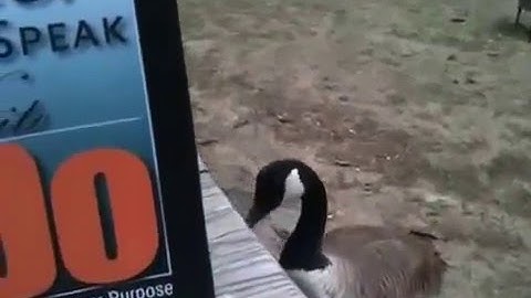 A smart goose reads Think Feel Speak Write Do...