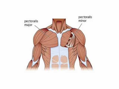 Men's Pectoral Implant | Biceps Implant | Triceps Implant ... diagram of triceps 