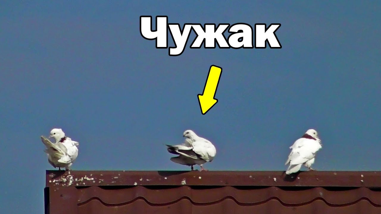 Чей? Осажу ли Чужака и двух Своих? Злость или Тупость? О Голубях..