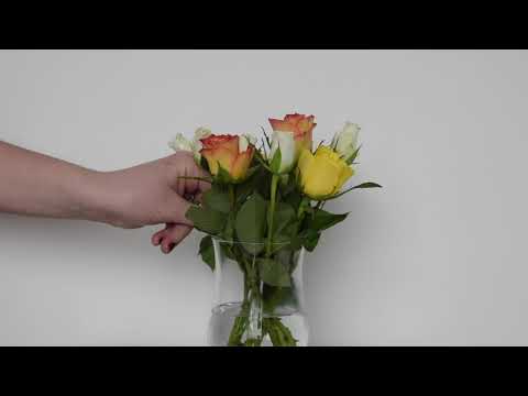 Luce - Sunkissed (Visual)