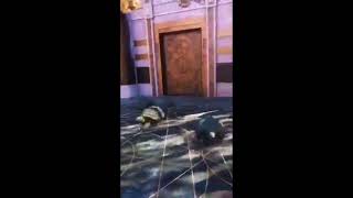 Information goofy ah turtles Update