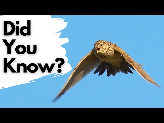 Things You Need To Know About SKYLARKS! class=