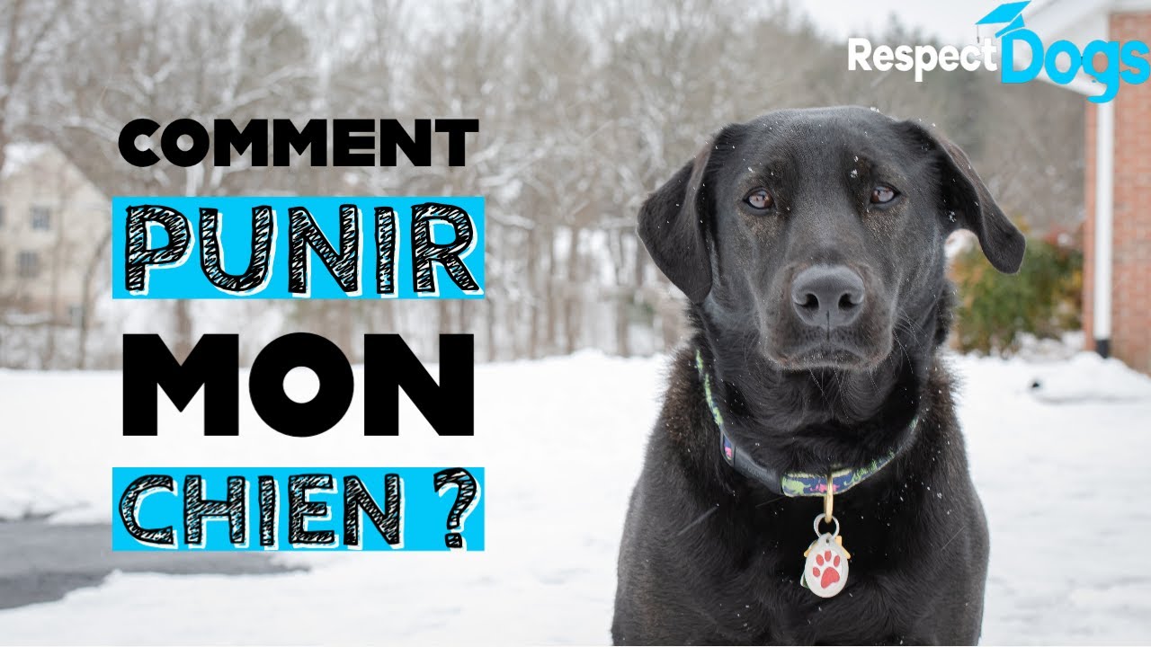 Comment PUNIR mon chien ?